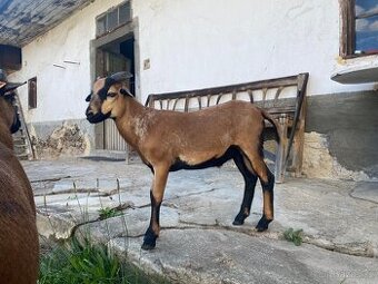 Ovce kamerunská - beránek