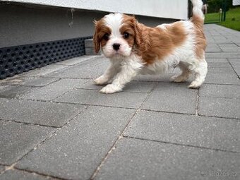 Kavalir King Charles Spaniel