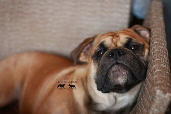 KONTINENTÁLNÍ BULDOK – CONTINENTAL BULLDOG s PP (FCI)