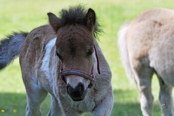 Shetland pony - hřebeček