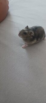Daruji džungarský křečky stáří 3 měsíce
