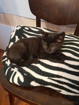 Daruji koťátko – kočičku do dobrých rukou 🐱