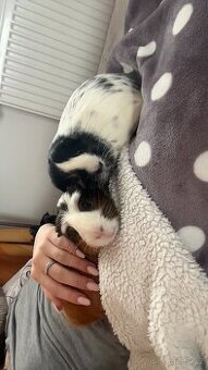 Morčátka - kluk a holka s kompletním vybavením