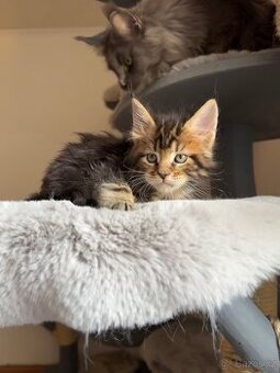 Mainská mývalí koťátka s PP