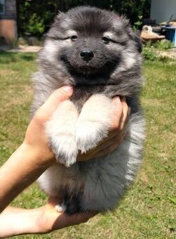 Štěňata - Německý špic