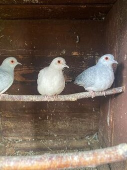 Holoubek diamantový