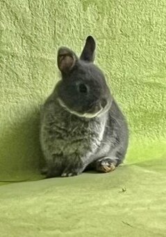 Zakrslý bílopesíkatý modrý králík