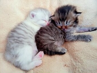 Britská koťátka whiskas s PP - 1