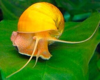 Plž Ampulária žlutá a modrá