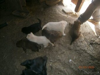 Štěňata německého ovčáka bez PP.