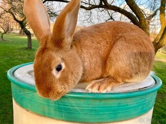 Burgundský králík samec