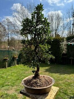 Bonsaj,bonsai Japonská Azalka