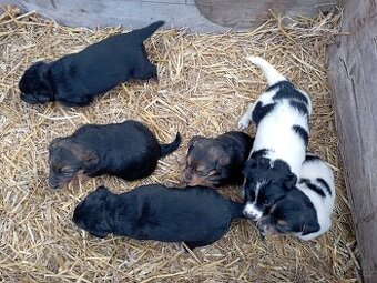 Štěňátka kříženci