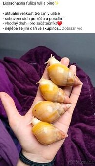 Lissachatina fulica full albino - africký šnek