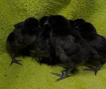 Kuřátka Ayam Cemani