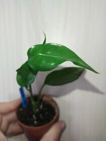 Epipremnum pinnatum Green 01