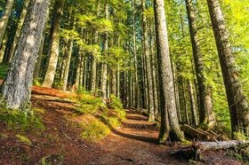 Údržba obecních a soukromých lesů - 1