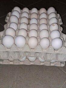 Násadová vejce - vlaška koroptví