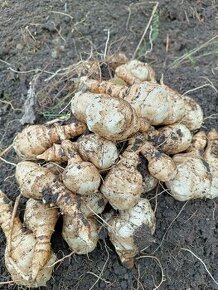 Topinambury čerstvé (Hlízy) cena 30 Kč/kg