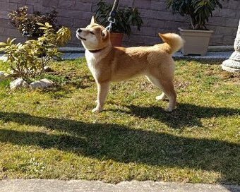 Shiba inu fenka