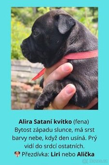 STAFORDŠÍRSKÝ BULTERIÉR S PP