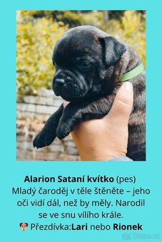 STAFORDŠÍRSKÝ BULTERIÉR S PP