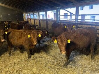 Plemenné jalovice Aberdeen Angus Red