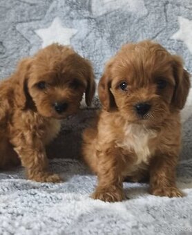 Cavapoo