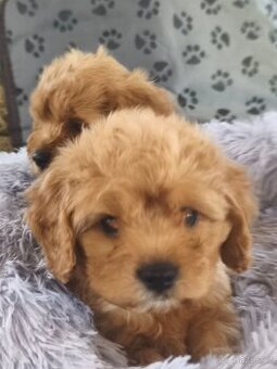 Cavapoo pudl kavalir