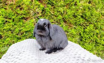 Zakrslý beránek, králíček, králík - ELLA