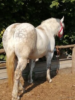 Percheron na predaj