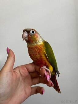 Pyrura, rucne dokrmena pyrura, krotka pyrura