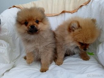 POMERANIAN
