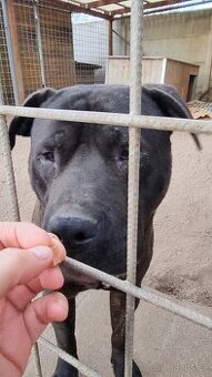 ARGO K ADOPCI - hledá spřízněnou duši
