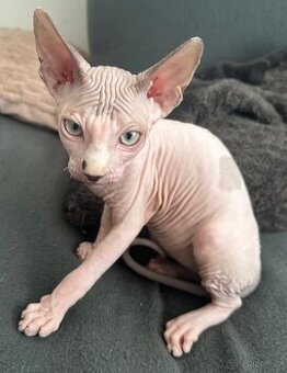 Koťata Kanadský Sphynx