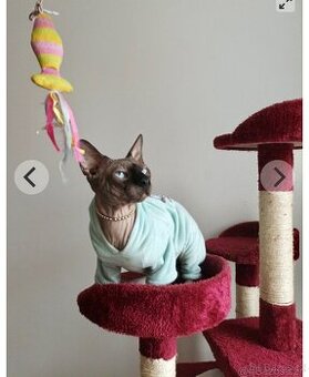 Kanadský sphynx