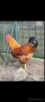 Koupím kohouta