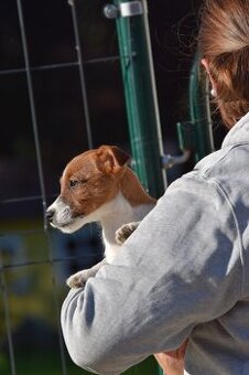 Jack Russel teriér s PP