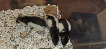 🩷 Na prodej – potkanky zrušená rezervace 🩷