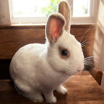 Zakrslý králík bílo bežový