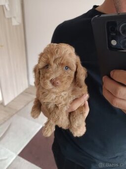 Maltipoo