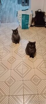 Pro své 2 kočičí holky,sháním nový domov..