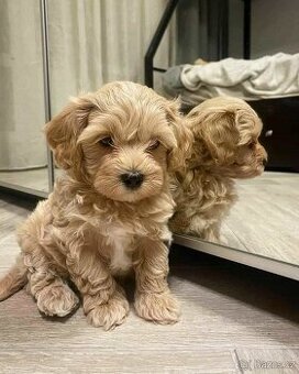 Maltipoo