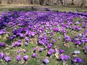 (Na jaro) koupím koně