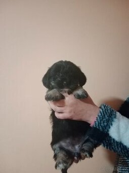 Yorkšírský/jorkšírský teriér