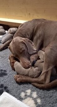 Výmarský ohař krátkosrstý – štěňata s PP k prodeji