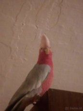 Ujmuse papouška nebo koupím levné kdo nemá čas