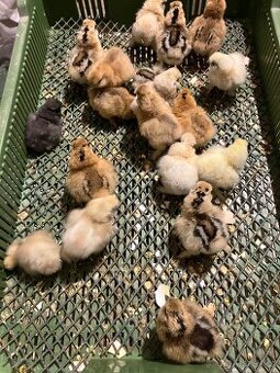 Hedvabnicka velka vousata