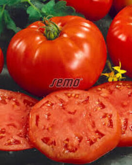 Rajče keříčkové  steakové Pavlína, 20 semínek