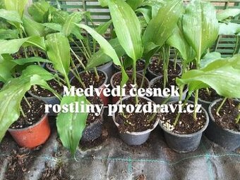 Medvědí česnek (rostliny)